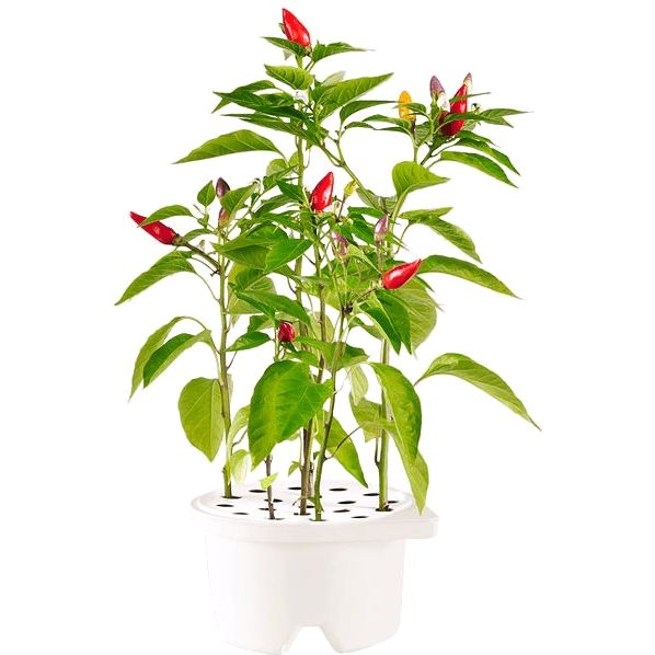 Click & Grow Refill Chilli Pepper White
