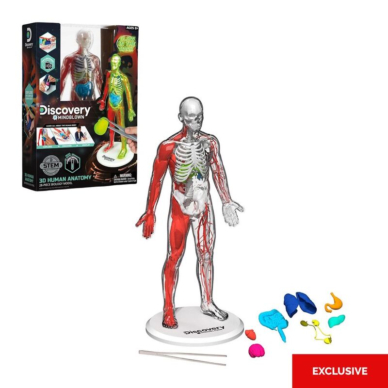 Discovery Mindblown 3D Human Anatomy 28-Piece Biology Model